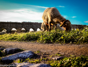 Roma Parco degli Acquedotti | the lost sheep