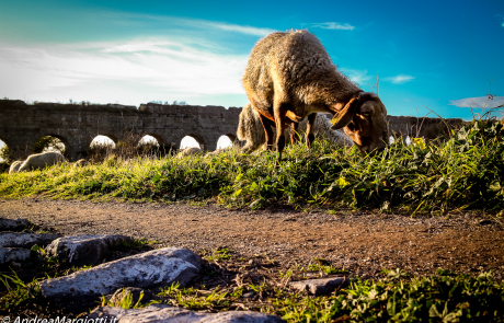 Roma Parco degli Acquedotti | the lost sheep