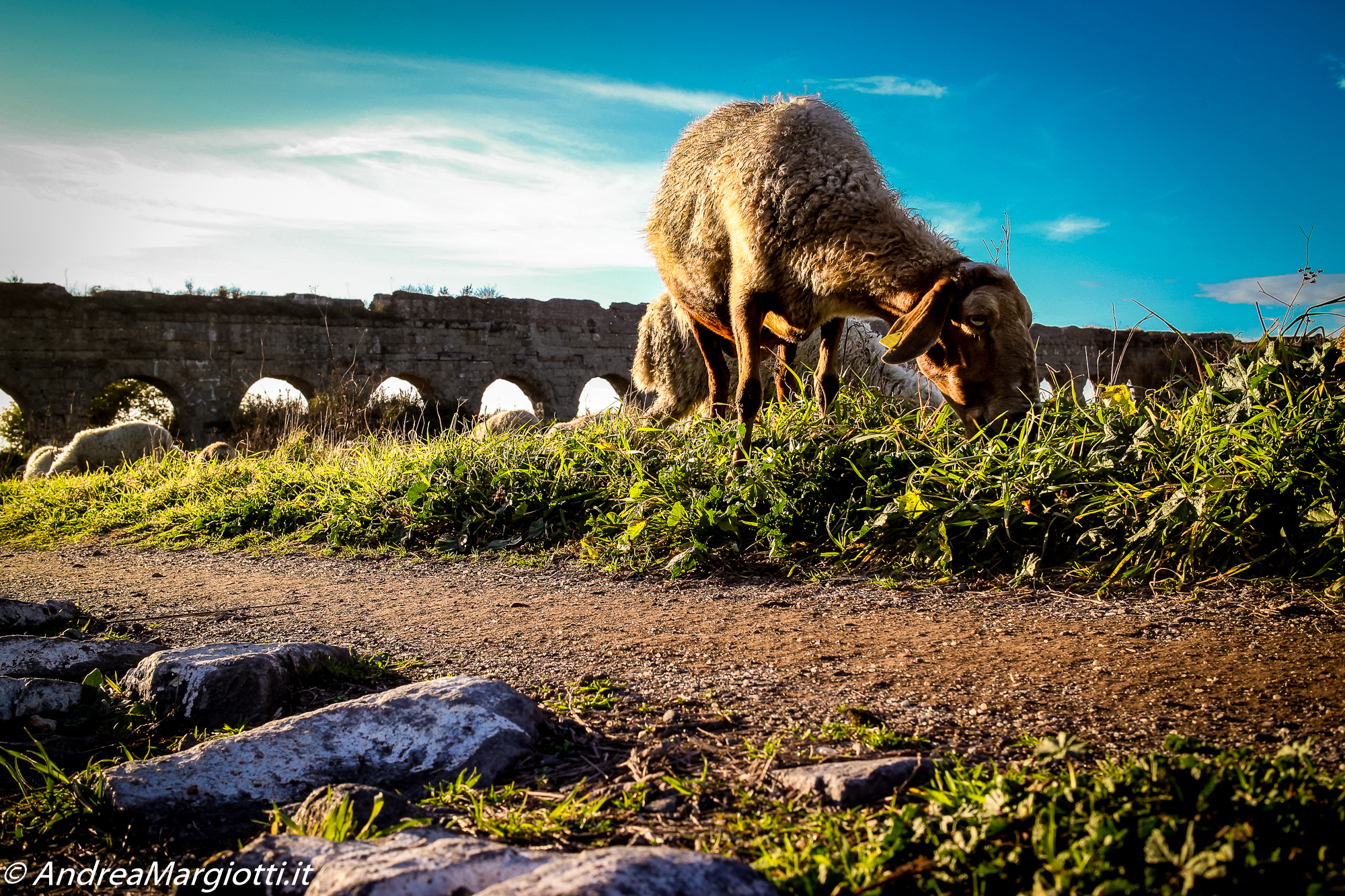 Roma Parco degli Acquedotti | the lost sheep